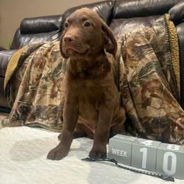 Black Dot - Brown male Chesapeake Bay Retriever puppy in Wisconsin Dells, Wisconsin from Kilbourn Chesapeakes