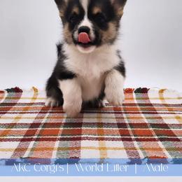 Tide - Black and tan male Pembroke Welsh Corgi puppy in Pine Village, Indiana from NL Horsemanship
