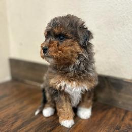 Rachel - Blue merle female Aussiedoodle puppy in Orleans, Indiana from Mae Blossom Puppies