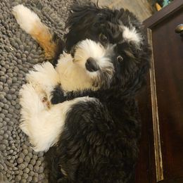 Hannah - Black and white female Aussiedoodle puppy in Galena, Illinois from Perry's doodles