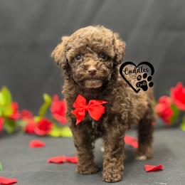 Cooper - Brown male Poodle puppy in Nashville, Arkansas from Cuddles n Curls