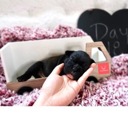 French Bulldog Puppies from FrenchieBnB