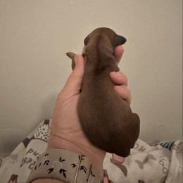 Maple - Red female Dachshund puppy in Pinellas Park, Florida from Chait Miniature Dachshunds
