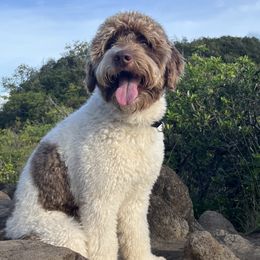 Goldendoodles from Purser's Doodles