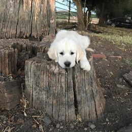 Golden Retriever Puppies from Stage Gulch Goldens