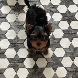 Pink girl - Blue and gold female Yorkshire Terrier puppy in Palm Bay, Florida from Bricriu Kennels, Reg.