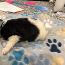 Goldendoodle and Poodle Puppies from Southern Stroll Poodles & Doodles