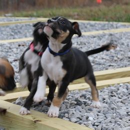 Cut Man - Black male American Staffordshire Terrier puppy in Hohenwald, Tennessee from AptiBull Terriers