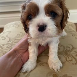 Cavalier King Charles Spaniel Puppies from Wrenwood Cavalier King Charles Spaniels