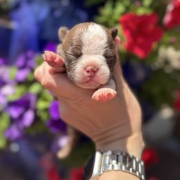 Boy 1 - Seal and white male Boston Terrier puppy in Powell Butte, Oregon from RVF Boston Terriers