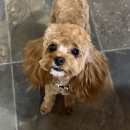 Sophie - Cavapoo