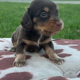 Gambler - Chocolate and tan male Dachshund puppy in Oklahoma from Rockin’ S Kennel