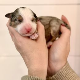 Girl 2 - female Bernedoodle puppy in Salt Lake County, Utah from Coco Avenue Pups