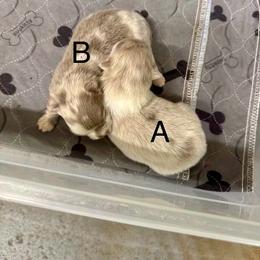 Girl A - Blue merle female Pomeranian puppy in Knoxville, Tennessee from Thea's Puppies