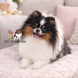 AKC Black Tri - Pomeranian