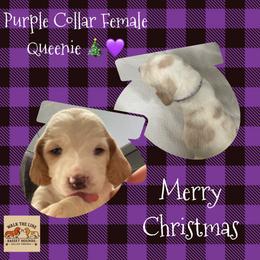 Purple Collar - Lemon and white female Basset Hound puppy in Callao, Virginia from Walk The Line Basset Hounds