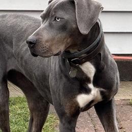 Squib - Catahoula Leopard Dog