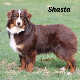 Shasta - Red tri Miniature Australian Shepherd puppy in Dowagiac, Michigan from Wrightway Wigglebutts