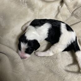 Aussiedoodle Puppies from Deason Doodles