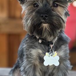 Blossom - Yorkshire Terrier