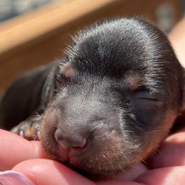 Girl 2 - Black and tan female Dachshund puppy in Columbiana, Alabama from Tonya's Dachshunds