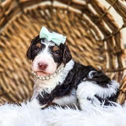 Laya - Parti female Poodle puppy in Gaylord, Michigan from Dog Mom Co. Poodles