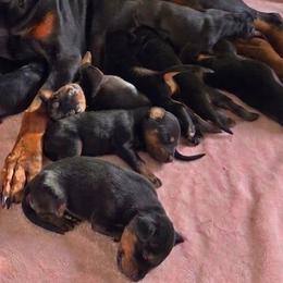 AKC Registered Full European Doberman Pinschers - Black and rust male Doberman Pinscher puppy in Fort Lauderdale, Florida from Lakewood European Dobermann Kennel