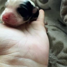 Matcha - Black tri-color male Australian Shepherd puppy in Traer, Iowa from Kelly's Australian Shepherds