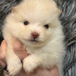 Yetti - Cream male Pomeranian puppy in Franklin, North Carolina from A&J Cutie Pawtooties