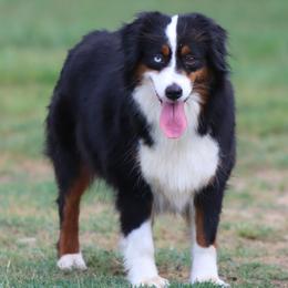 Groovy - Miniature American Shepherd