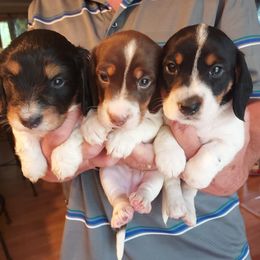 Dachshunds from Storyville Dachshunds
