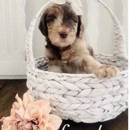 Labradoodle Puppies from Maple’s Doodles