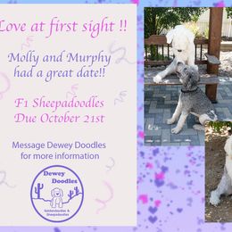 Sheepadoodle puppies from Dewey Doodles