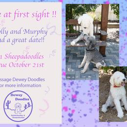 Sheepadoodle puppies from Dewey Doodles