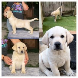 Boy 1 - Yellow Labrador Retriever puppy in The Hammocks, Florida from Chambray Labradors