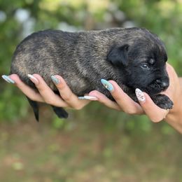 Green collar - Black brindle male Dutch Shepherd puppy in Van Nuys, California from TriForce K9