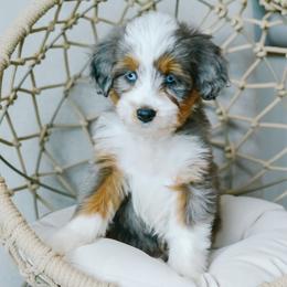 Amber - female Australian Mountain Doodle puppy in Spanish Fork, Utah from K Brand Doodles
