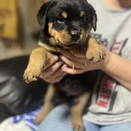 Boy 4 - Black and mahogany male Rottweiler puppy in Buskirk, New York from Misjef Rottweilers