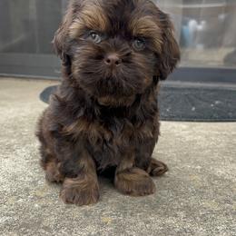 Shih Tzu Puppies from North State Shih tzus