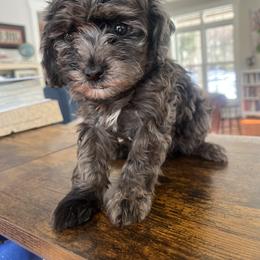 Dixie - Merle female Cavapoo puppy in Strasburg, Pennsylvania from Still Water Puppies