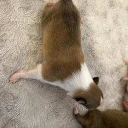 Jefferson - Sable and white male Collie puppy in Abilene, Texas from Regal Lassie's