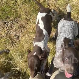 Karla - Liver and white female German Shorthaired Pointer puppy in Stephenville, Texas from VOM BOSQUE RIVER DEUTSCH KURZHAAR and FOREST RIVER LLEWELLINS