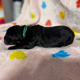 Green Collar R - Black male Cane Corso puppy in Paris, Texas from Knucklehead Cane Corso