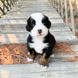 Paige - Tri-color female Bernedoodle puppy in Wamego, Kansas from Doodles of Oz