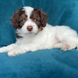 Moon (green) - Red tri-color female Aussiedoodle puppy in Watertown, Wisconsin from Little Bear Paws Aussiedoodles