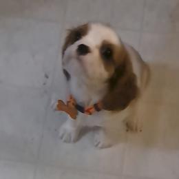 Periwinkle - Blenheim male Cavalier King Charles Spaniel puppy in Longview, Texas from Casanova Cavalier King Charles Spaniels