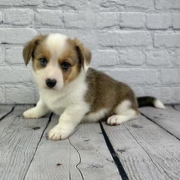 Dasher - Sable and white male American Corgi puppy in Waskom, Texas from Piney Woods Corgis