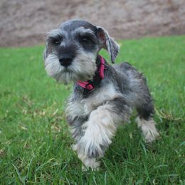 AKC Kenya (Pink) - Salt and pepper female Miniature Schnauzer puppy in Vista, California from Olympus Schnauzers