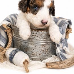 Scout (Green) - Black and white male Aussiedoodle puppy in Byron, Georgia from Southern Olive Doodles 🫒