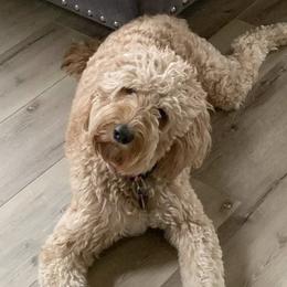 Honeybee - Goldendoodle